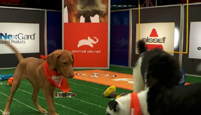 AEW, Best Friends Animal Society Team Up For 2024 Puppy Bowl